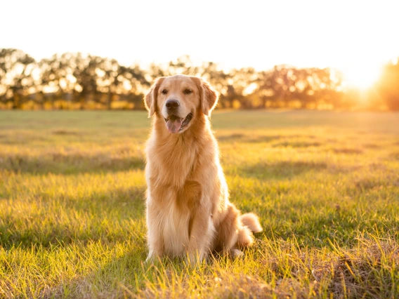 sunshine dog