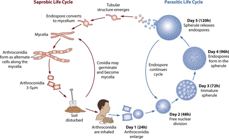 life cycle