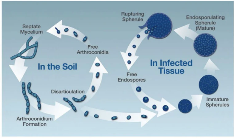 lifecycle