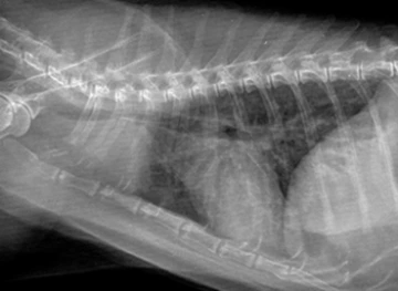 cat chest xray